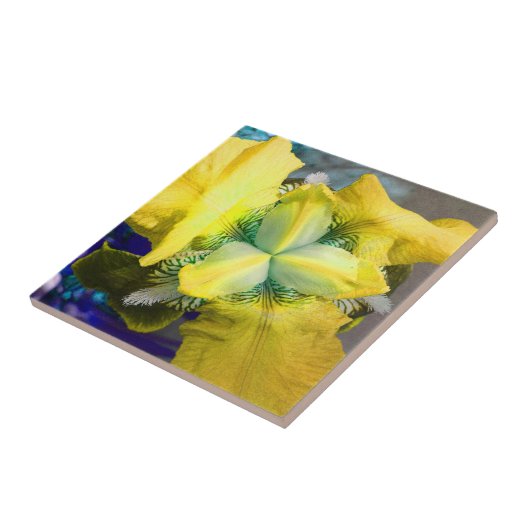 Gele Iris Flower Tile Tegeltje (Zijkant)