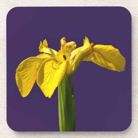 Gele Iris Onderzetter (Voorkant)
