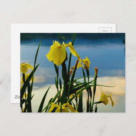 Gele Iris op Lake Shore Briefkaart (Voorkant / Achterkant)