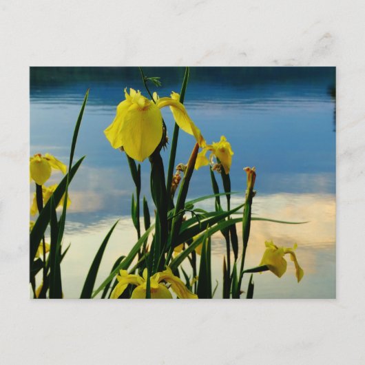 Gele Iris op Lake Shore Briefkaart (Voorkant)