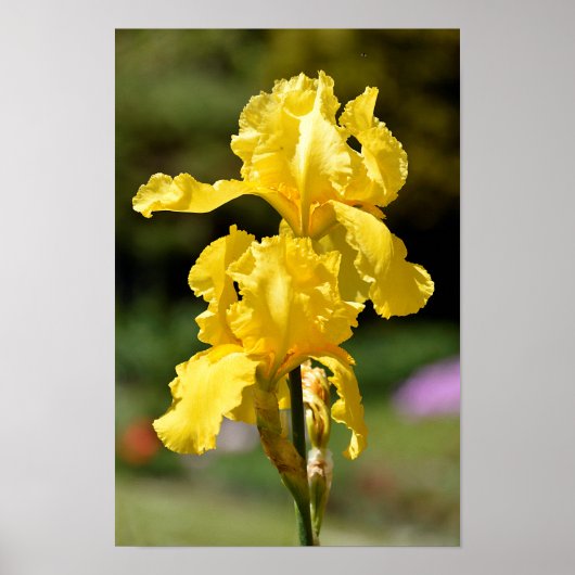 Gele iris poster (Voorkant)