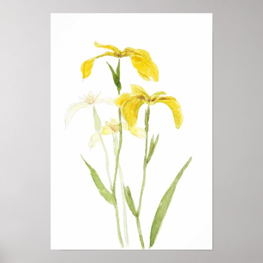 gele iris waterverf bloemen poster (Voorkant)