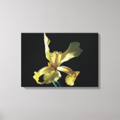 gele irisbloem op zwarte achtergrond . canvas afdruk (Voorkant)