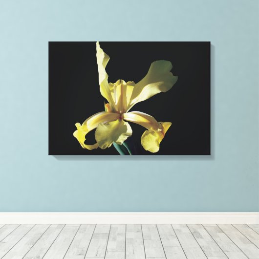 gele irisbloem op zwarte achtergrond . canvas afdruk (Insitu (Houten vloer))
