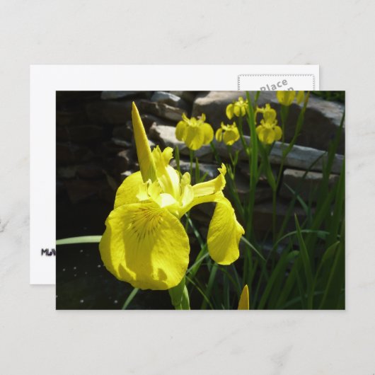 Gele Istees Bright Spring Floral Briefkaart (Voorkant / Achterkant)