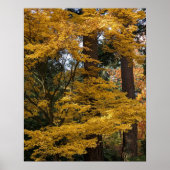 Gele Japanse Esdoornbladeren Botanisch Poster (Voorkant)
