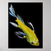 Gele Japanse Koi-waterverf Poster (Voorkant)