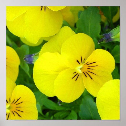 Gele Johnny Jump Up Poster Print (Voorkant)