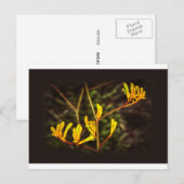 Gele kangaroo Paw-bloem Briefkaart (Voorkant / Achterkant)