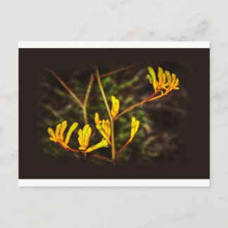 Gele kangaroo Paw-bloem Briefkaart