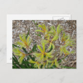 Gele kangoeroepoten briefkaart (Voorkant / Achterkant)