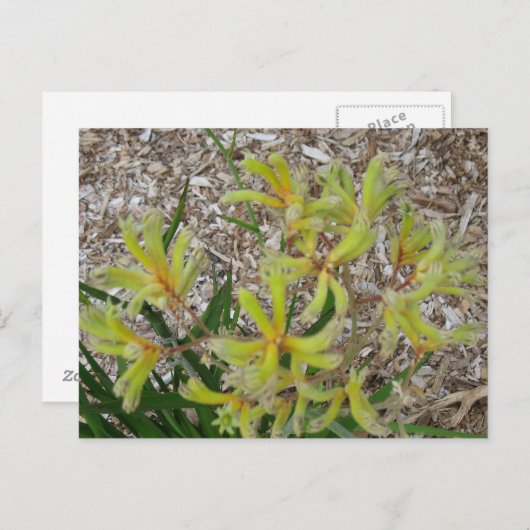 Gele kangoeroepoten briefkaart (Voorkant / Achterkant)