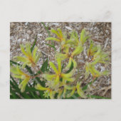 Gele kangoeroepoten briefkaart (Voorkant)