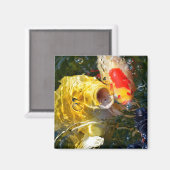 Gele karperkoi en goudvis op het wateroppervlak magneet (Voorkant / Achterkant)