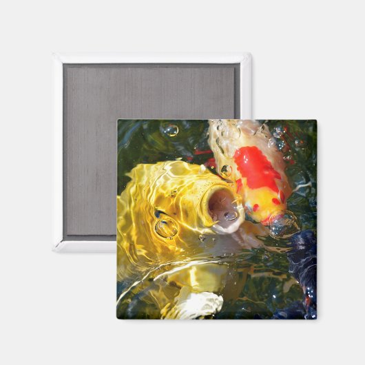 Gele karperkoi en goudvis op het wateroppervlak magneet (Voorkant / Achterkant)