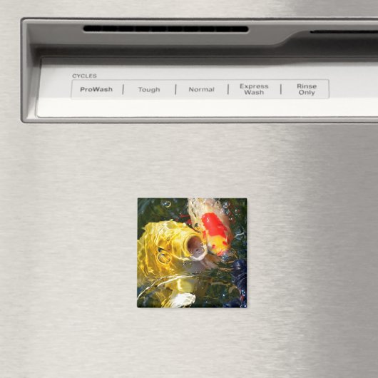 Gele karperkoi en goudvis op het wateroppervlak magneet (Insitu (Vaatwasser))