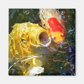 Gele karperkoi en goudvis op het wateroppervlak magneet (Voorkant)