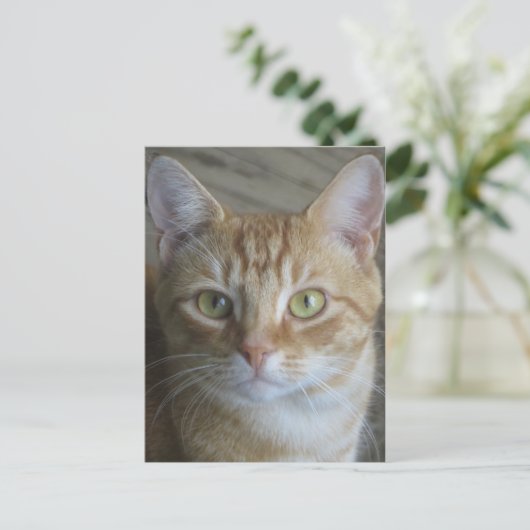 Gele kat briefkaart (Staand voorkant)