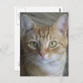 Gele kat briefkaart (Voorkant / Achterkant)