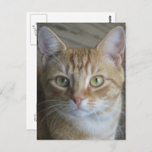 Gele kat briefkaart (Voorkant / Achterkant)