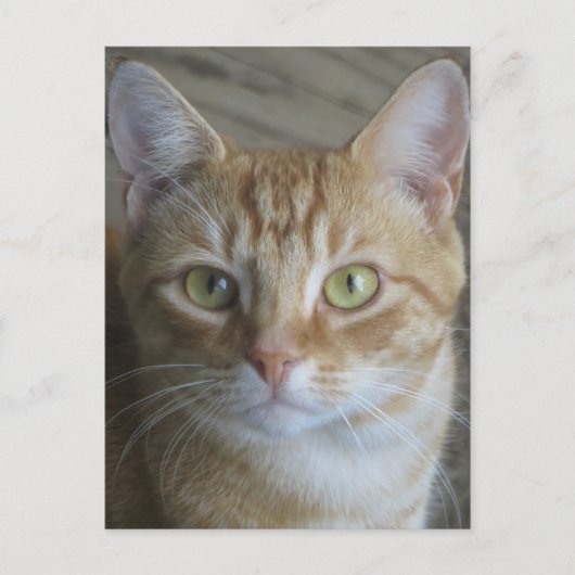 Gele kat briefkaart (Voorkant)