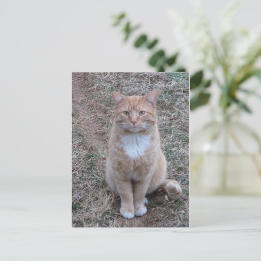 Gele kat met de status briefkaart (Staand voorkant)