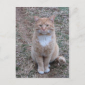 Gele kat met de status briefkaart (Voorkant)