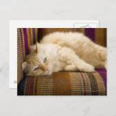  gele kattenpoot op de bank. briefkaart (Voorkant / Achterkant)