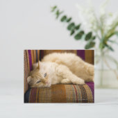  gele kattenpoot op de bank. briefkaart (Staand voorkant)