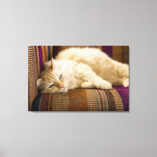  gele kattenpoot op de bank. canvas afdruk (Voorkant)
