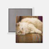  gele kattenpoot op de bank. magneet (Voorkant / Achterkant)