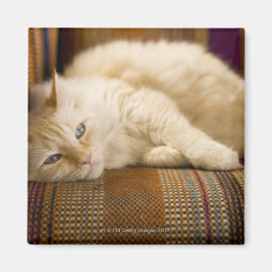 gele kattenpoot op de bank. magneet