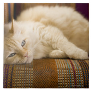 gele kattenpoot op de bank. tegeltje