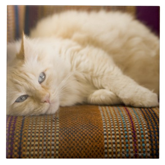  gele kattenpoot op de bank. tegeltje (Voorkant)