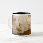 gele kattenpoot op de bank. tweekleurige koffiemok (Voorkant links)