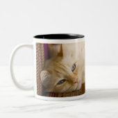 gele kattenpoot op de bank. tweekleurige koffiemok (Links)