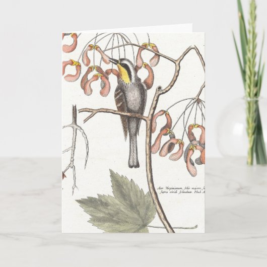 Gele keelzanger / Seligmann - Catesby Kaart (Voorkant)