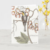 Gele keelzanger / Seligmann - Catesby Kaart (Gele Bloem)