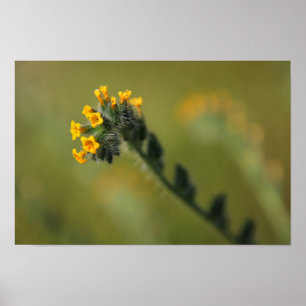 gele kerel poster
