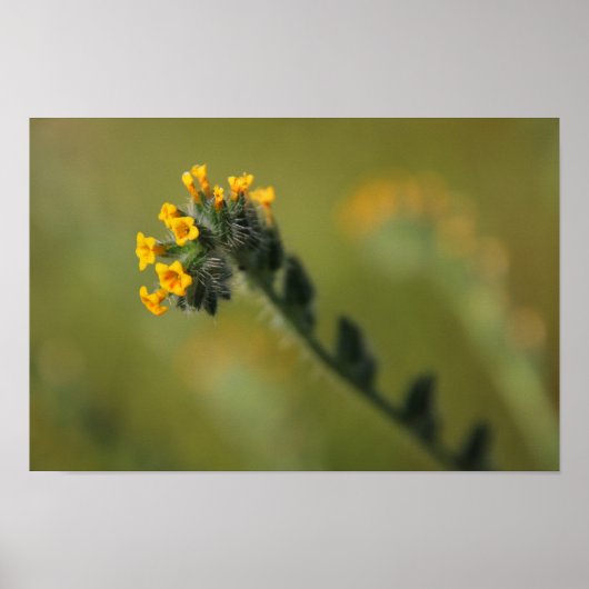 gele kerel poster (Voorkant)