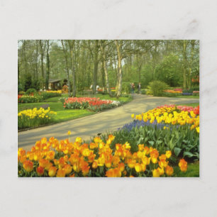gele Keukenhof Tudens bij Haarlem, Nederland Briefkaart