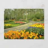 gele Keukenhof Tudens bij Haarlem, Nederland Briefkaart (Voorkant)