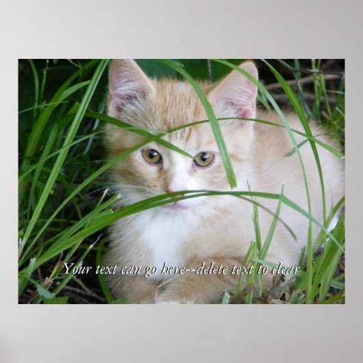 Gele keuten in Tall Grass Poster (Voorkant)