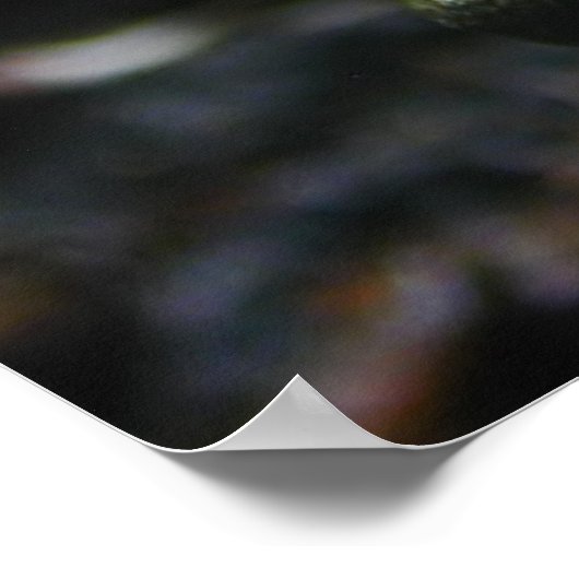 Gele kikkers poster (Hoek)