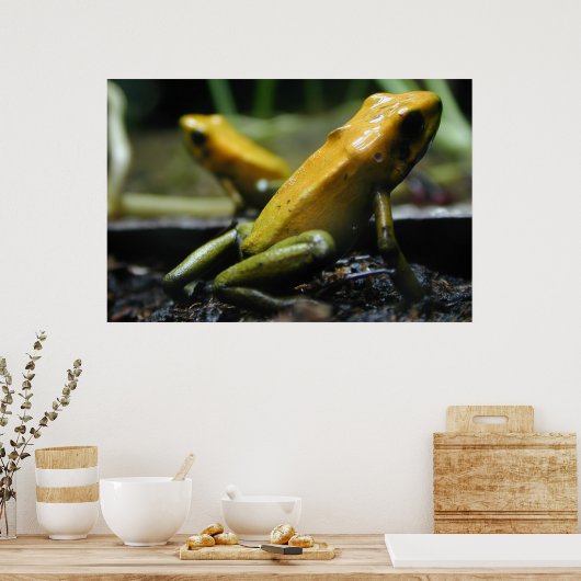 Gele kikkers poster (Keuken)