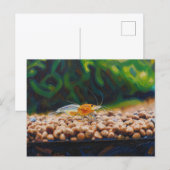 Gele King Kong-garnaal Briefkaart (Voorkant / Achterkant)