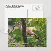 Gele koekoek briefkaart (Voorkant / Achterkant)