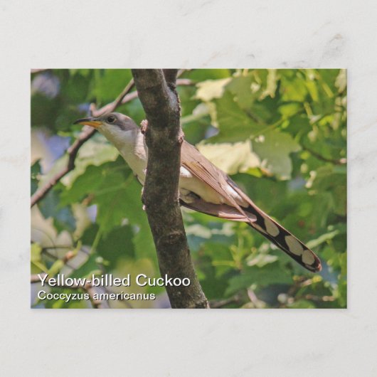 Gele koekoek briefkaart (Voorkant)