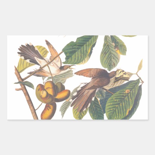 Gele komkommervogels in de fruitboom van Audubon Rechthoekige Sticker (Voorkant)
