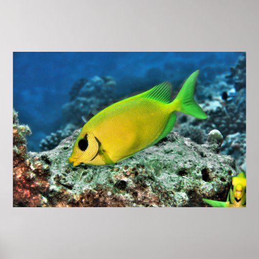 Gele konijn poster (Voorkant)